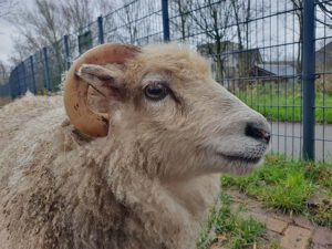 schaap voor het scheren