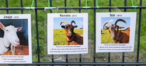 Geiten op dierenweide de Kraal